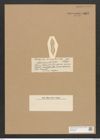 Nitzschia manialis Castr. (de-Toni-Nr.: Genus 47, Species 2155) Zeichnungen Sammlung Grunow Nr. 4347 (NHMW-BOT-W0372392)
